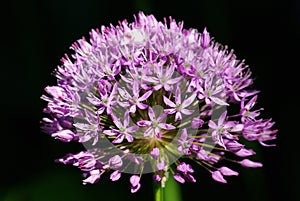 Allium flower,Purple sensation