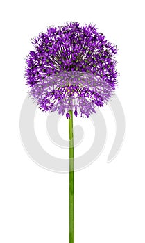 Allium flower on a white background