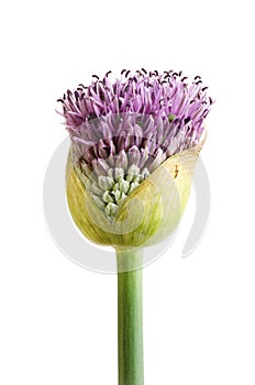 Allium flowerbud isolated