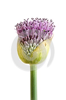Allium flowerbud isolated photo