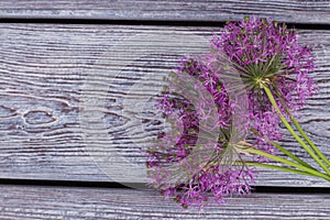 Allium flowers on vintage wooden background.