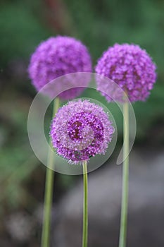 Allium Giganteum photo