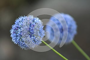 Allium Giganteum photo