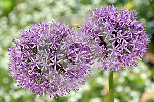 Allium giganteum