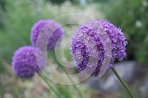 Allium Giganteum photo