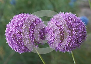 Allium Giganteum photo