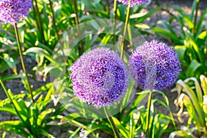 Allium giganteum, also known as Giant Onion photo