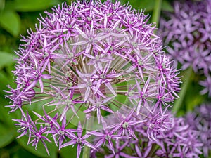 Allium giganteum in blossom photo