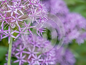 Allium giganteum in blossom photo