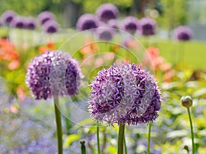 Allium giganteum, decorative garlic. photo