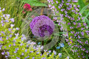 Allium giganteum flower covered in bees, giant onion Allium. They bloom in the early summer and make an architectural statement.