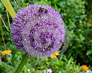 Allium giganteum flower covered in bees, giant onion Allium. They bloom in the early summer and make an architectural statement.