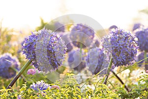 Allium giganteum flower heads giant onion Allium, The flowers bloom in the early summer morning, Field full of pink alliums,