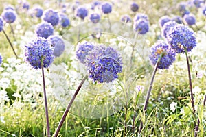 Allium giganteum flower heads giant onion Allium, The flowers bloom in the early summer morning, Field full of pink alliums,