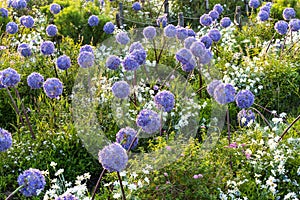 Allium giganteum flower heads giant onion Allium, The flowers bloom in the early summer morning, Field full of pink alliums,