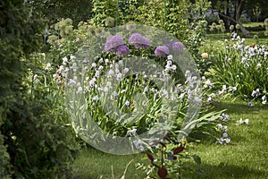 Allium giganteum Globemaster is common name giant onion, Amaryllidaceae family