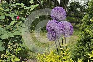 Allium giganteum Globemaster is common name giant onion, Amaryllidaceae family