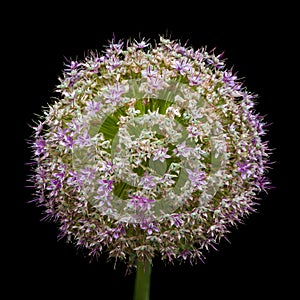 Allium Giganteum, just after blooming