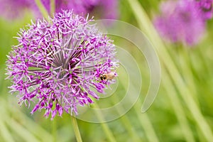 Allium giganteum,Purple flower