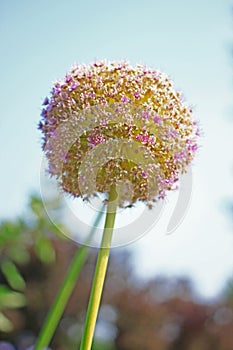 Allium giganteum Regel
