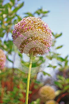 Allium giganteum Regel