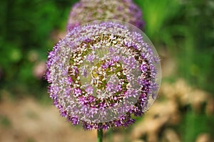 Allium giganteum Regel