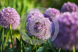 Allium giganteum Regel flowers