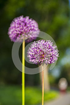 Allium giganteum Regel flowers