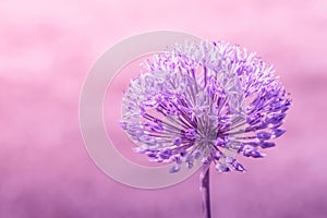 Allium Giganteum in violet colors