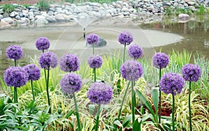 Allium giganteum beside the wetland pond. photo