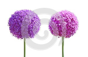 Allium Gladiator Flower set