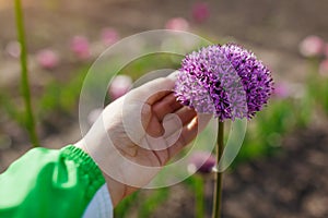 Allium Gladiator flowers blooming in spring garden. Gardener holding purple blossoms in landscape