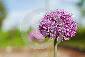 Allium Gladiator flowers blooming in spring garden. Purple blossoms grow in landscape