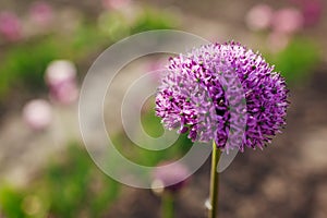 Allium Gladiator flowers blooming in spring garden. Purple blossoms grow in landscape