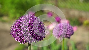 Allium Gladiator flowers blooming in spring garden. Purple blossoms in landscape