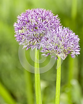 Allium Globemaster