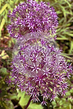 Allium 'Globemaster'