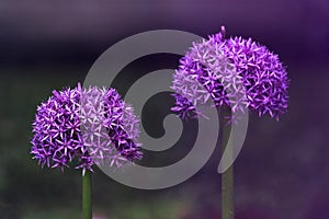 Allium globemaster. Allium Ambassador. Ornamental onion..