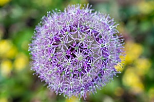 Allium Globemaster close up