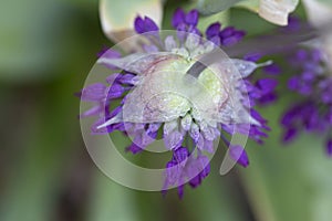 Allium - Globemaster