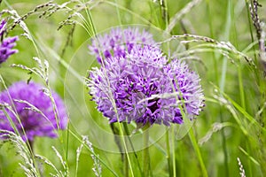 Allium hollandicum, group of purple persian ornamental onion flowers in bloom