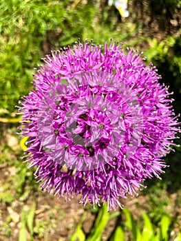 Allium hollandicum, Persian onion or Dutch garlic