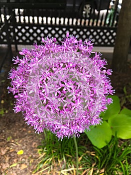 Allium hollandicum, Persian onion or Dutch garlic