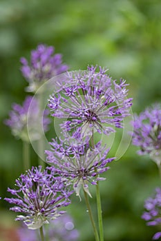 Allium hollandicum persian onion dutch garlic purple flowering plant, ornamental flowers in bloom