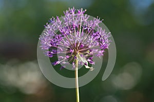 Allium hollandicum persian onion dutch garlic purple flowering plant, ornamental flowers in bloom