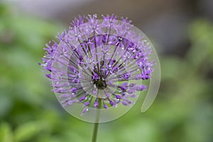 Allium hollandicum persian onion dutch garlic purple flowering plant, ornamental flowers in bloom