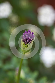 Allium hollandicum persian onion dutch garlic purple flowering plant, ornamental flowers starting to bloom, small buds