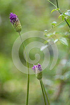 Allium hollandicum persian onion dutch garlic purple flowering plant, ornamental flowers starting to bloom, small buds