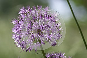 Allium hollandicum persian onion dutch garlic purple sensation flowering plant, ornamental flowers in bloom