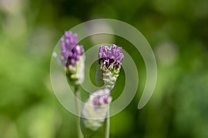 Allium hollandicum persian onion dutch garlic purple sensation flowering plant, ornamental flowers in bloom